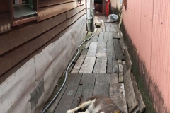 penang old town_20150703_7806