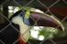 Manaus 1  (11)