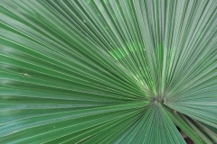 medallin_0202