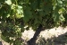 mendoza 053.jpg