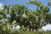 mendoza 057.jpg