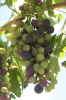 mendoza 060.jpg