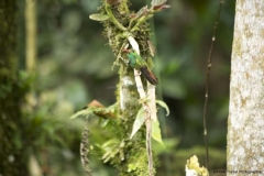 Mindo-2014_0008