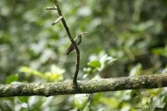 Mindo-2014_0019