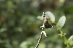 Mindo-2014_0031a