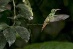 Mindo-2014_0054a