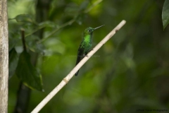 Mindo-2014_0108