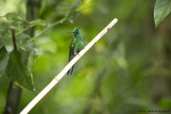 Mindo-2014_0111