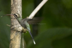 Mindo-2014_0132a