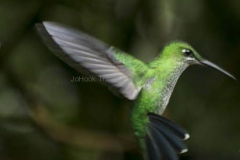 Mindo-2014_0143a