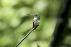 Mindo-2014_0156