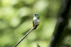 Mindo-2014_0160