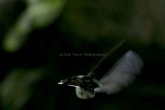 Mindo-2014_0179a