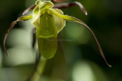 Mindo-2014_0192a