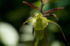 Mindo-2014_0195