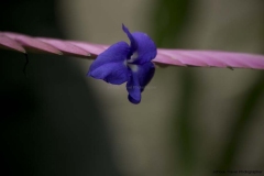 Mindo-2014_0198
