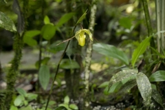 Mindo-2014_0202
