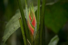 Mindo-2014_0206