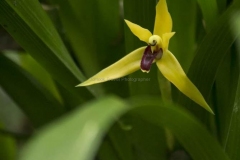Mindo-2014_0223a
