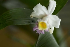 Mindo-2014_0225