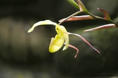 Mindo-2014_0230a