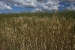 Ollayantambo 1 089.jpg