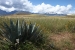 Ollayantambo 1 093.jpg