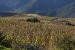 Ollayantambo 1 230.jpg