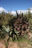 Ollayantambo 1 239.jpg