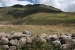 Ollayantambo 1 443.jpg