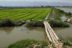 Lake Inle day 2_20150318_6004