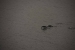 navimag-hanging-glacier-136