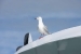 New Zealand 204