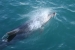New Zealand 705