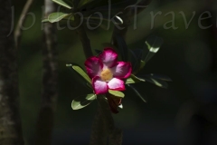 thumb_20160919_Ometepe 2_0127_1024