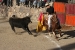Fiesta Ollamtaytambo 3 213.jpg