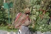 Fiesta Ollantaytambo 1 156.jpg