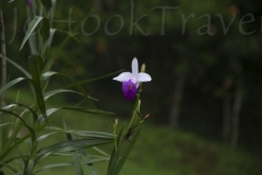 thumb_20160907_La Suiza Panama_0154_1024