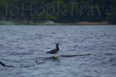 thumb_20160909_Isla Contadora 2_0019_1024
