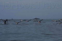 thumb_20160911_isla contadora 3_0227_1024