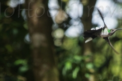 thumb_colibri (1 of 1)_1024