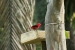 paraty1-460.jpg