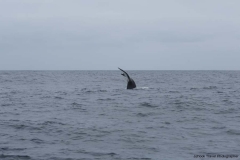 20140705_Puerto-lopez-2-2014_0168