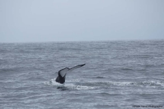 20140705_Puerto-lopez-2-2014_0195