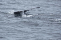 20140705_Puerto-lopez-2-2014_0246