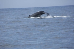 20140705_Puerto-lopez-2-2014_0262