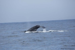 20140705_Puerto-lopez-2-2014_0263