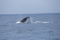 20140705_Puerto-lopez-2-2014_0265