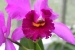 Rio and Jardim Botanica 211.jpg