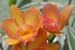 Rio and Jardim Botanica 215.jpg